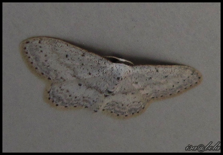 Bicharada e Aves: Borboleta da Traça