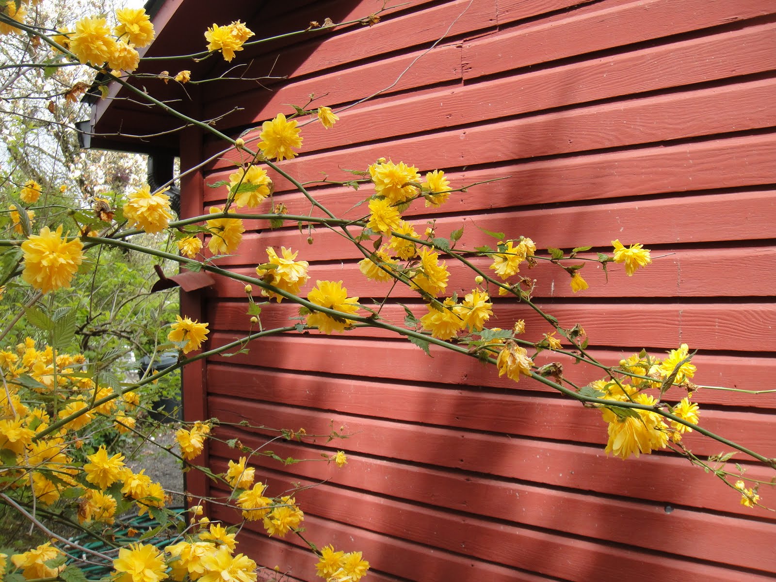 Gardening with Wyatt: Welcome to the Lilac Garden!