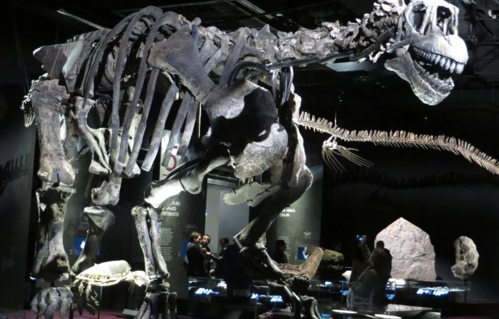 Salle des dinosaures - Musée des Confluences