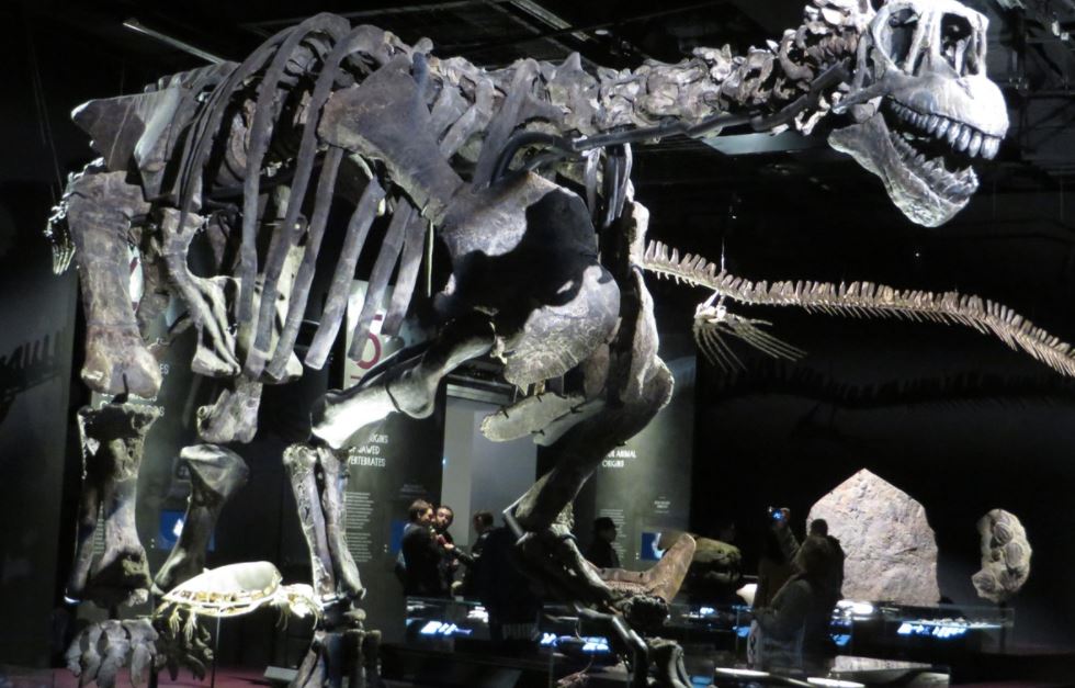 Salle des dinosaures - Musée des Confluences Salle des dinosaures - Musée des Confluences
