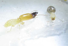 Pericapritermes dolichocephalus termite worker and soldier