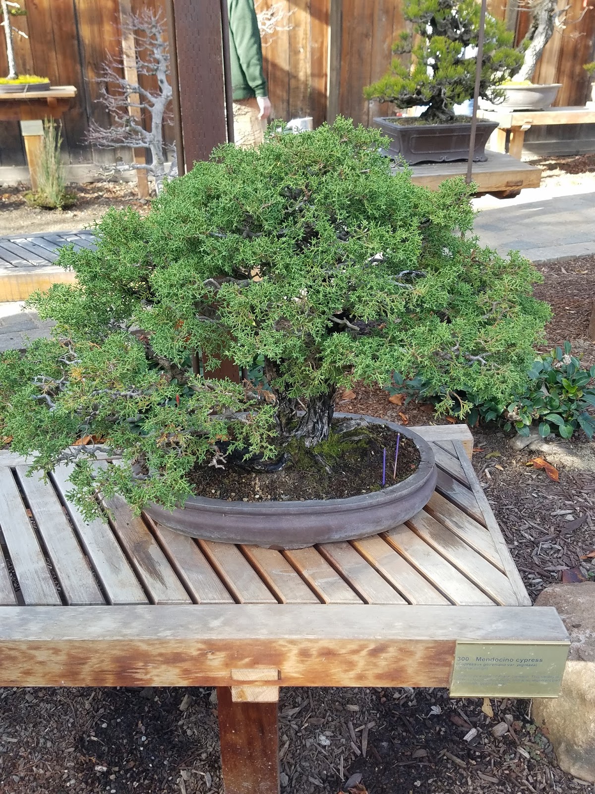 Adventures in Weseland The Bonsai Garden at Lake Merritt