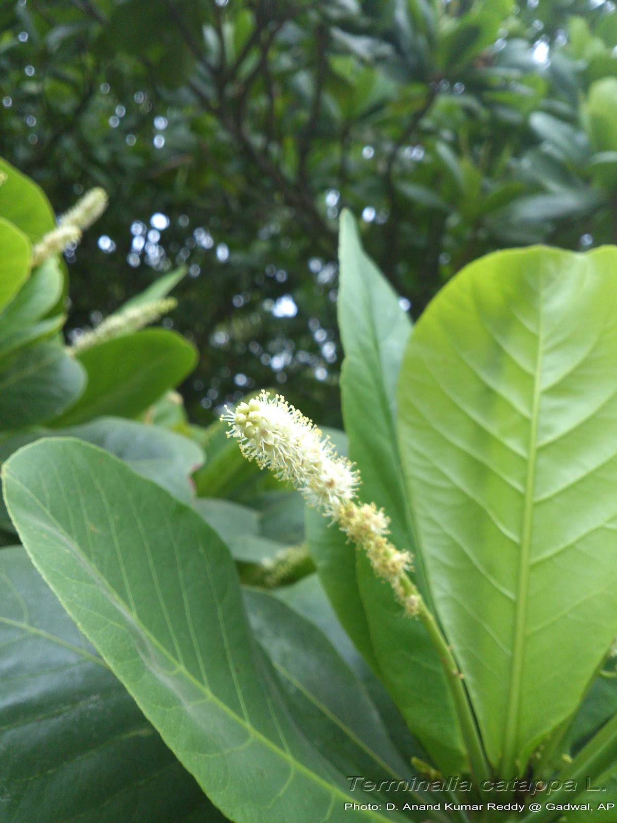 Medicinal Plants: Terminalia catappa Badam Sara Paruppu Indian almond