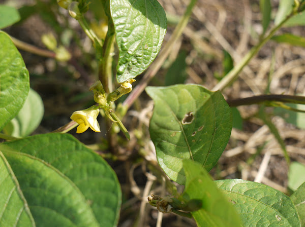 黑克,如何种植黑克,黑克ming, black gram cultivation, commercial black gram farming, black gram cultivation commercially, growing black gram, growing black gram for profit, tips for growing black gram, guide for growing black gram, growing black gram commercially