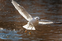 fly happens birds everything away never second still