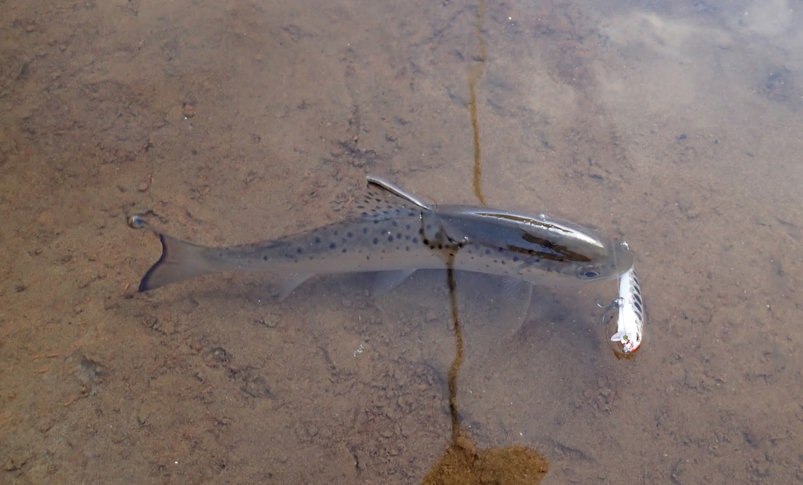 Lure and Light Game Trout Minnows