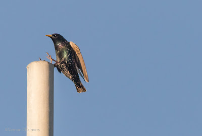 Canon EOS 7D Mark II / 400mm Lens (Wide Zone AF for Birds in Flight)