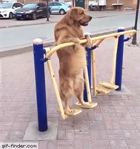 Funny animal gifs - part 252, best funny gif, animal gifs