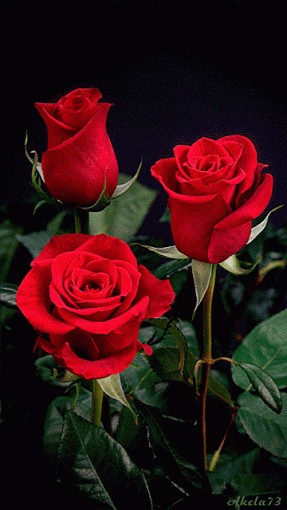 --Te mereces una rosa-- - Página 6 1055482