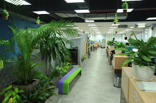 Dịch vụ cho thuê, chăm sóc cây xanh văn phòng tại hà nội