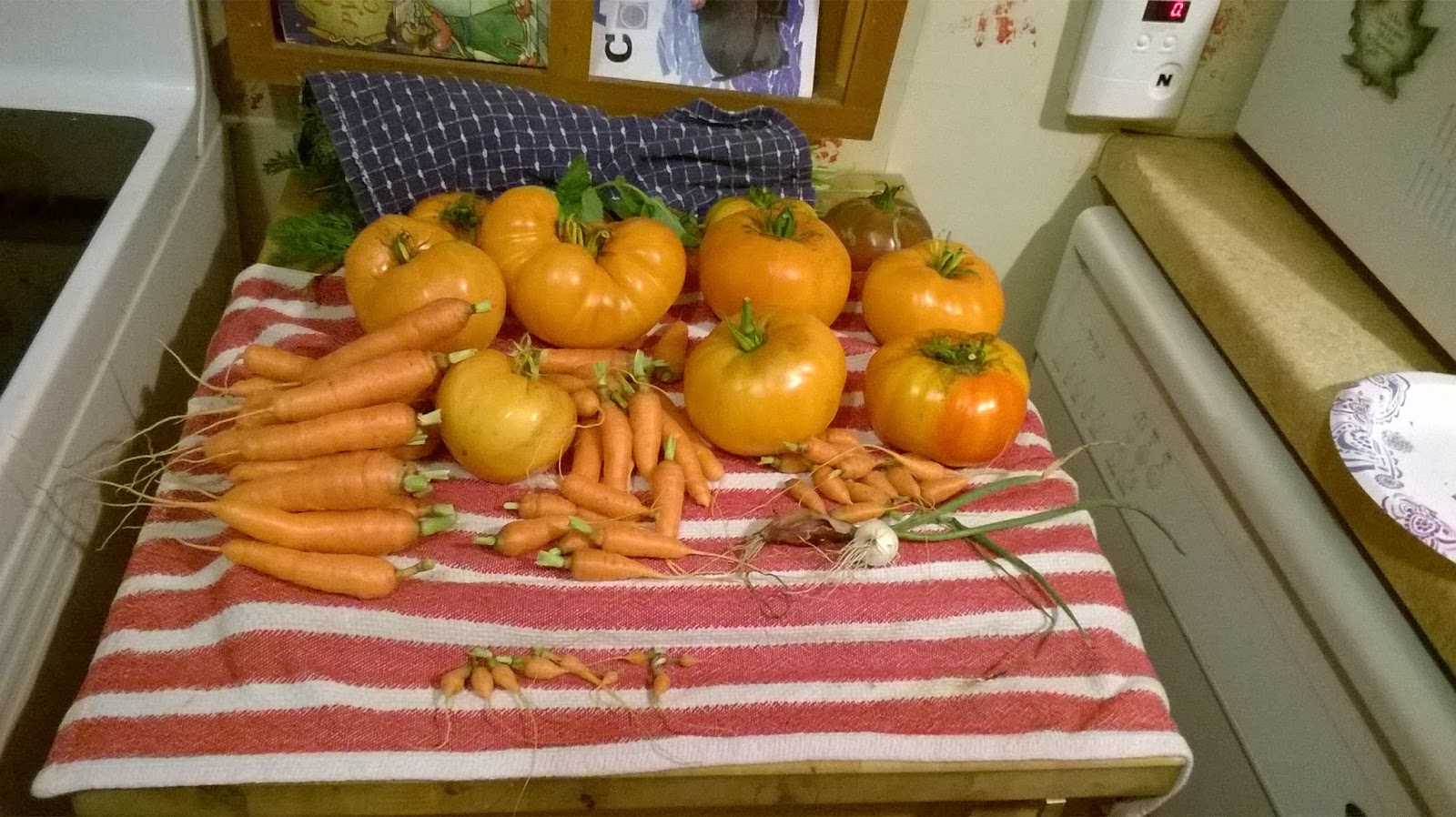 On the Breath of a Dragon's Wing Gardening Heirloom Tomatoes vs