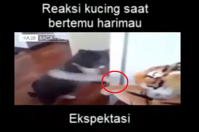 Ekspetasi VS Realita, Inilah yang Terjadi Jika Kucing Bertemu dengan Harimau!