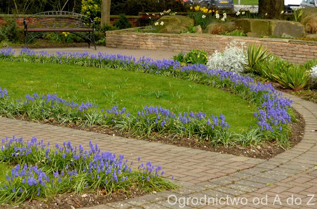 Szafirki Muscari