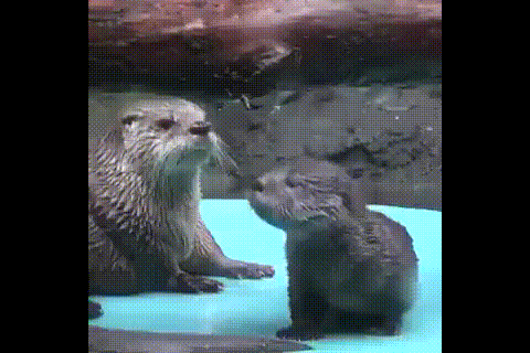 수달의 스파르타식  교육