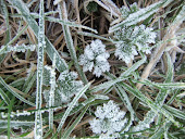 frosty leaves 2