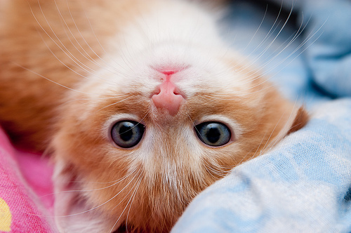 Cute Cats Photos [10 Pic] ~ Awesome Pictures