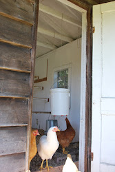 coop chicken bucket water inside evolution rafter hang