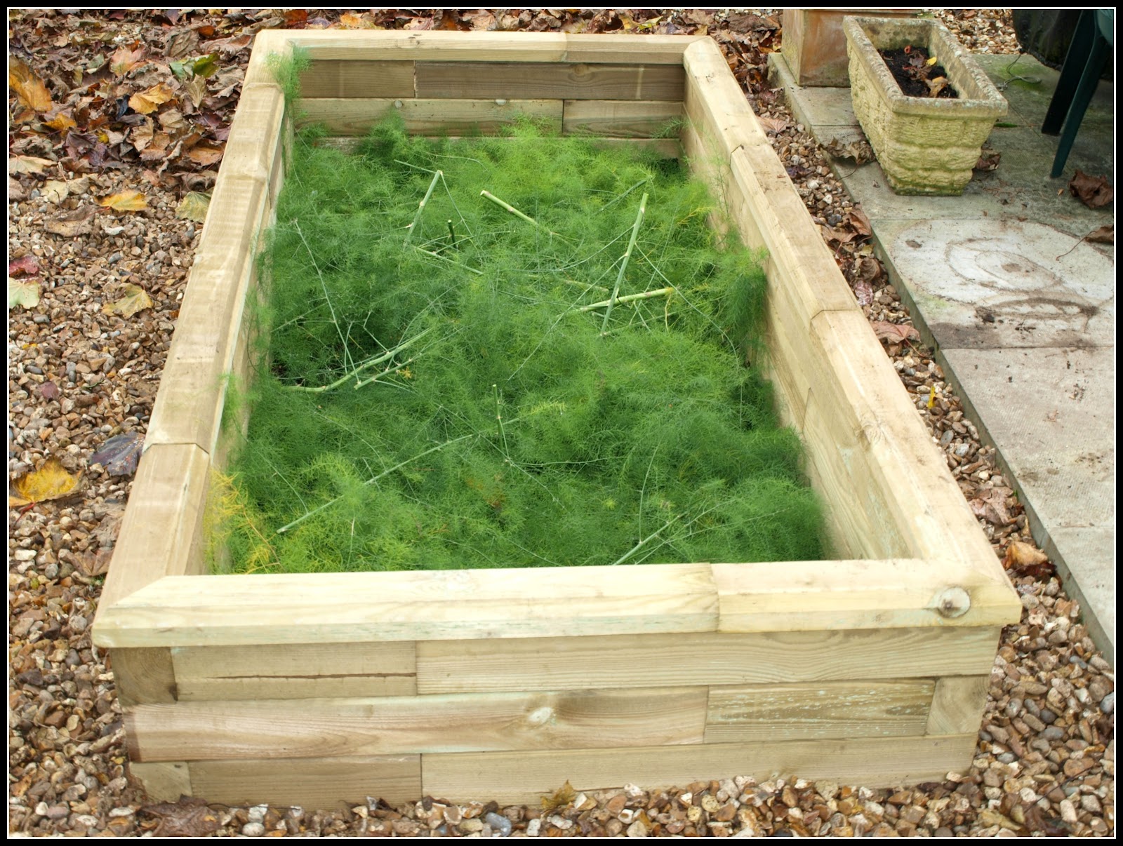 Mark's Veg Plot Cutting down the Asparagus