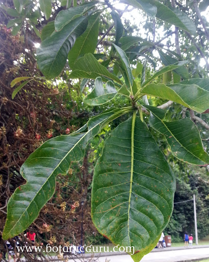 Couroupita guianensis, Cannonball Tree leaves