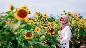 Taman bunga Matahari Samas, Bantul