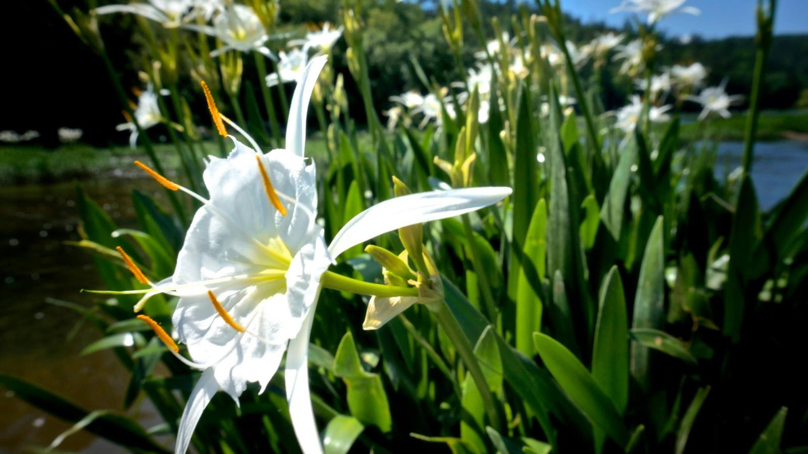 Cahaba Lilies Are In Bloom