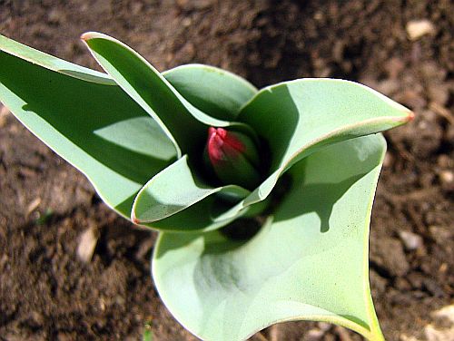 Early tulip bud