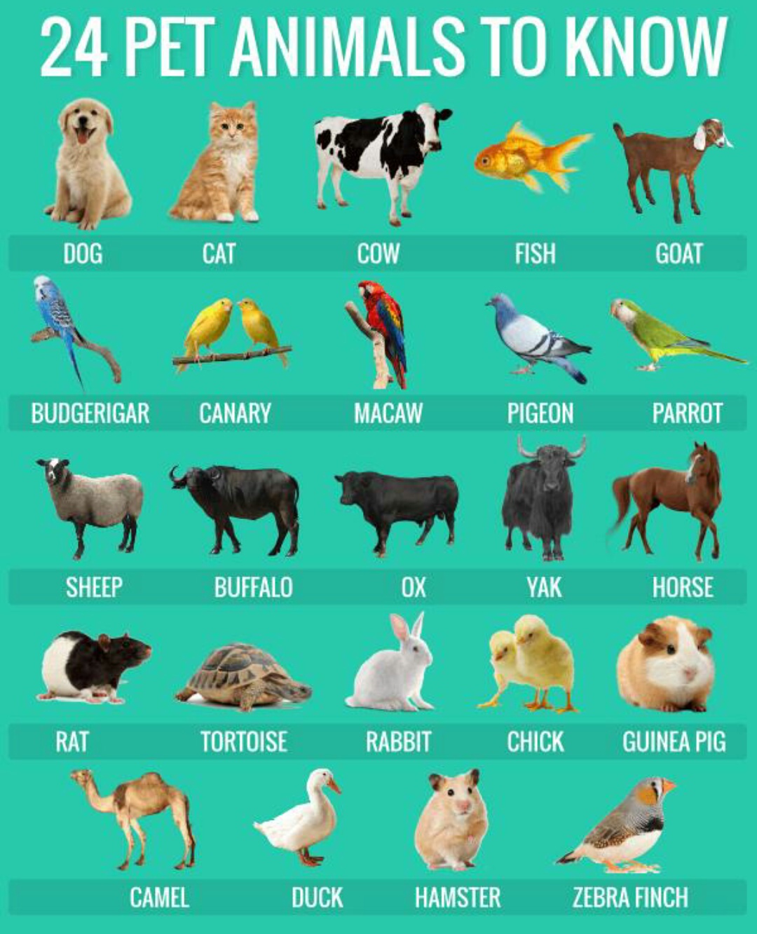 Animal Name With Meaning Hno At