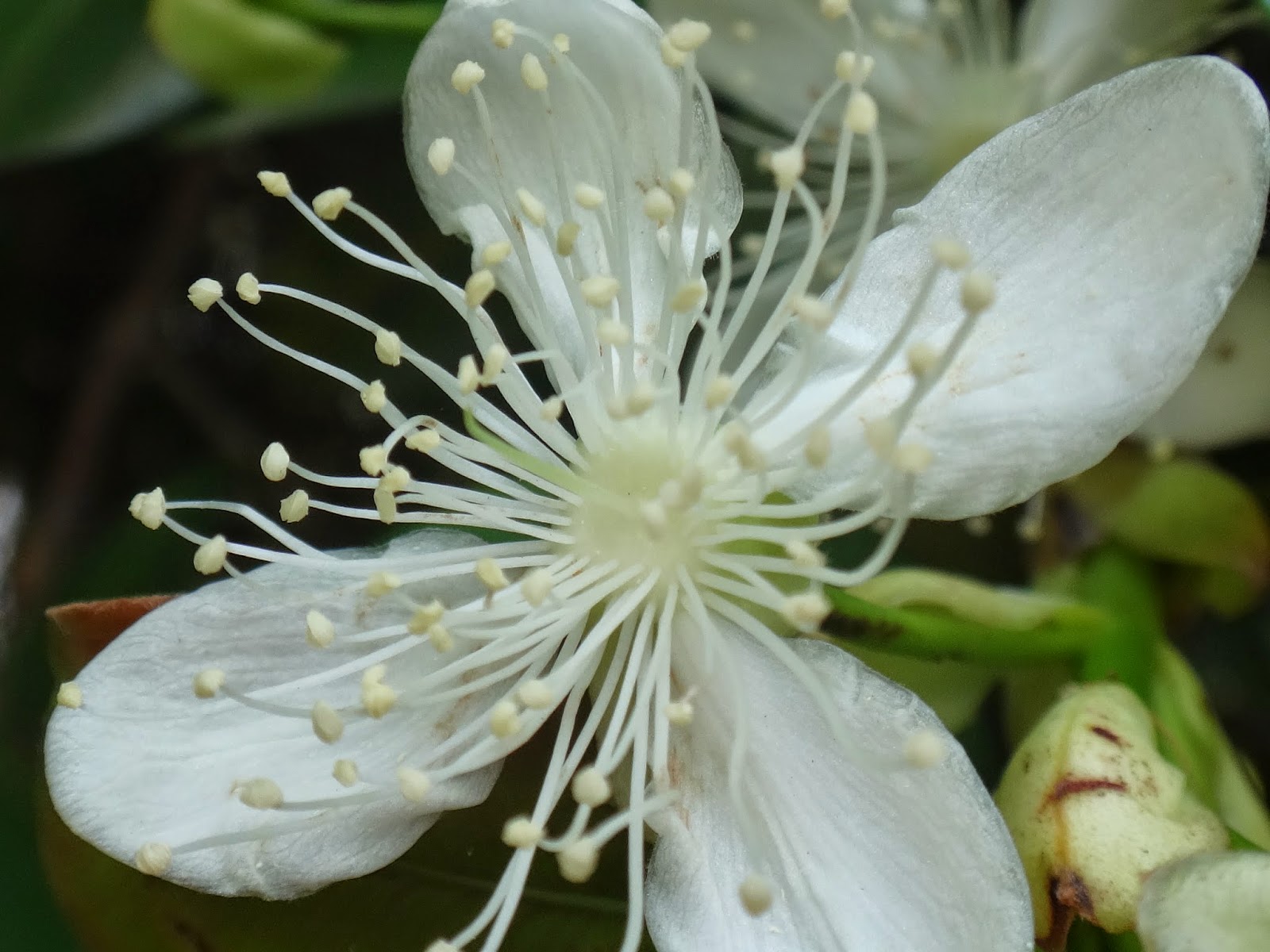 Uma flor por dia: Grumixama