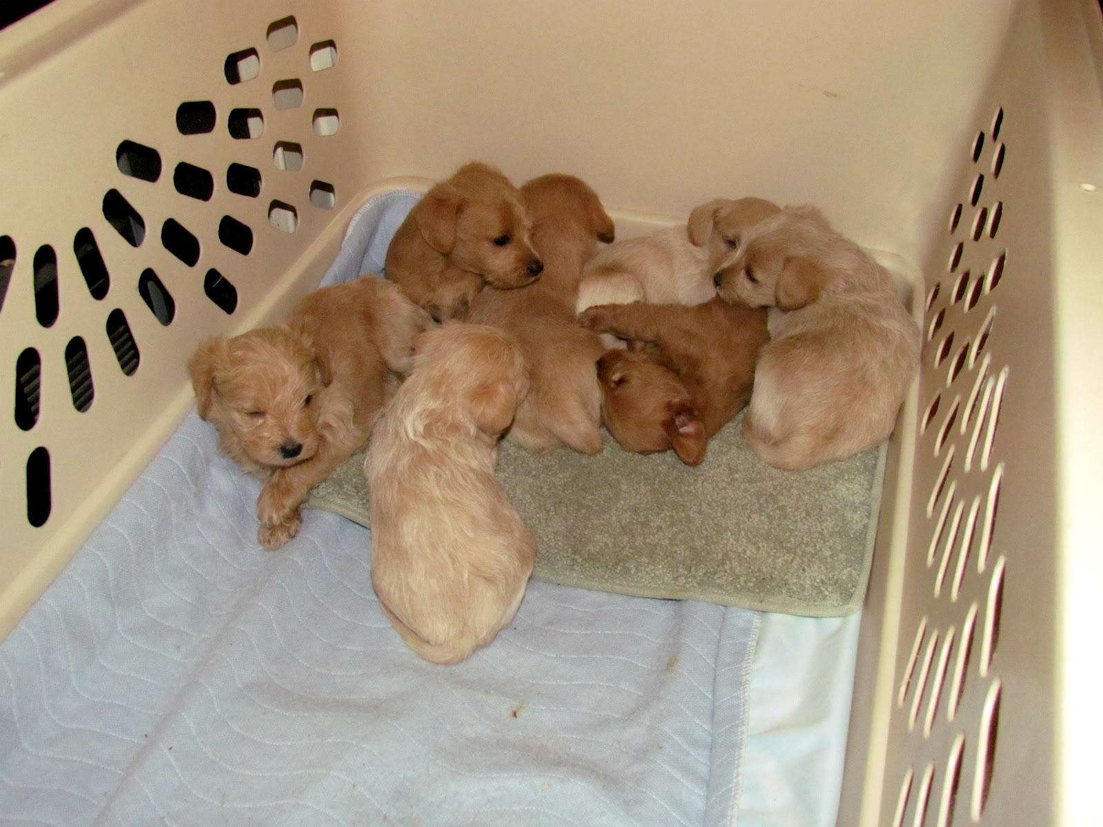 Growing Puppies Virginia Schnoodle Breeder Hypoallergenic Dogs