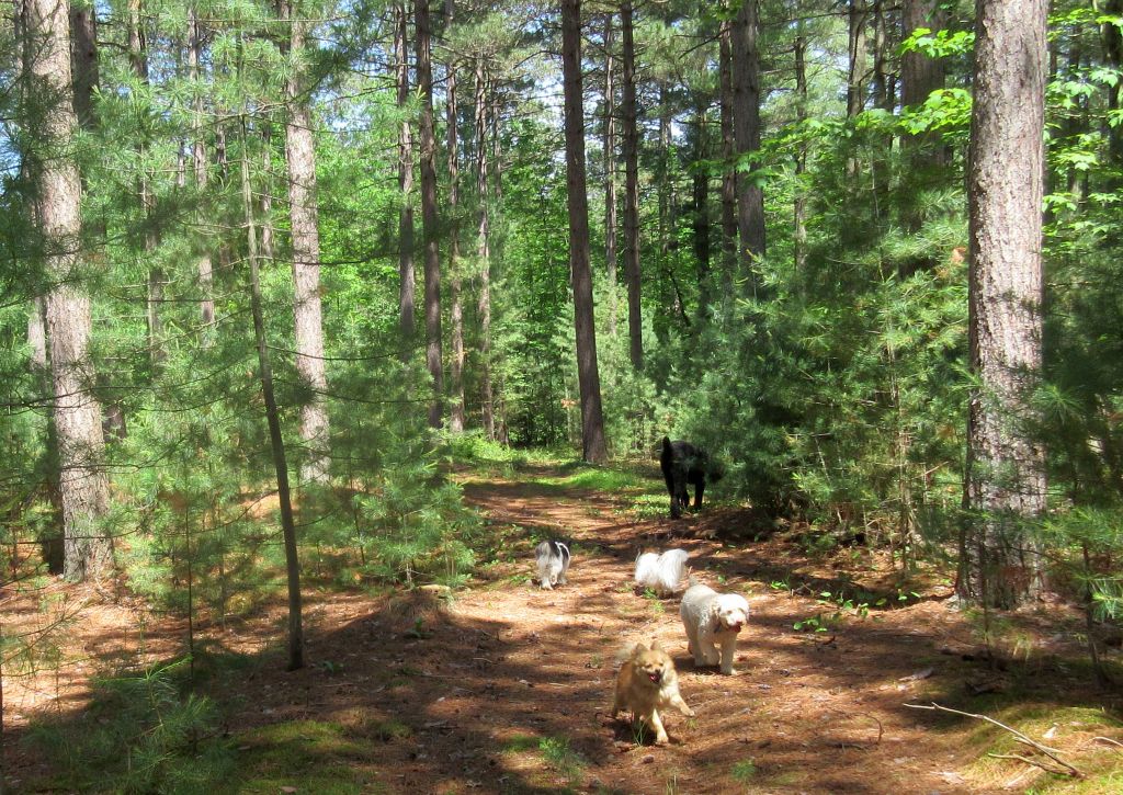 Windswept Adventure Hiking In Brasher State Forest