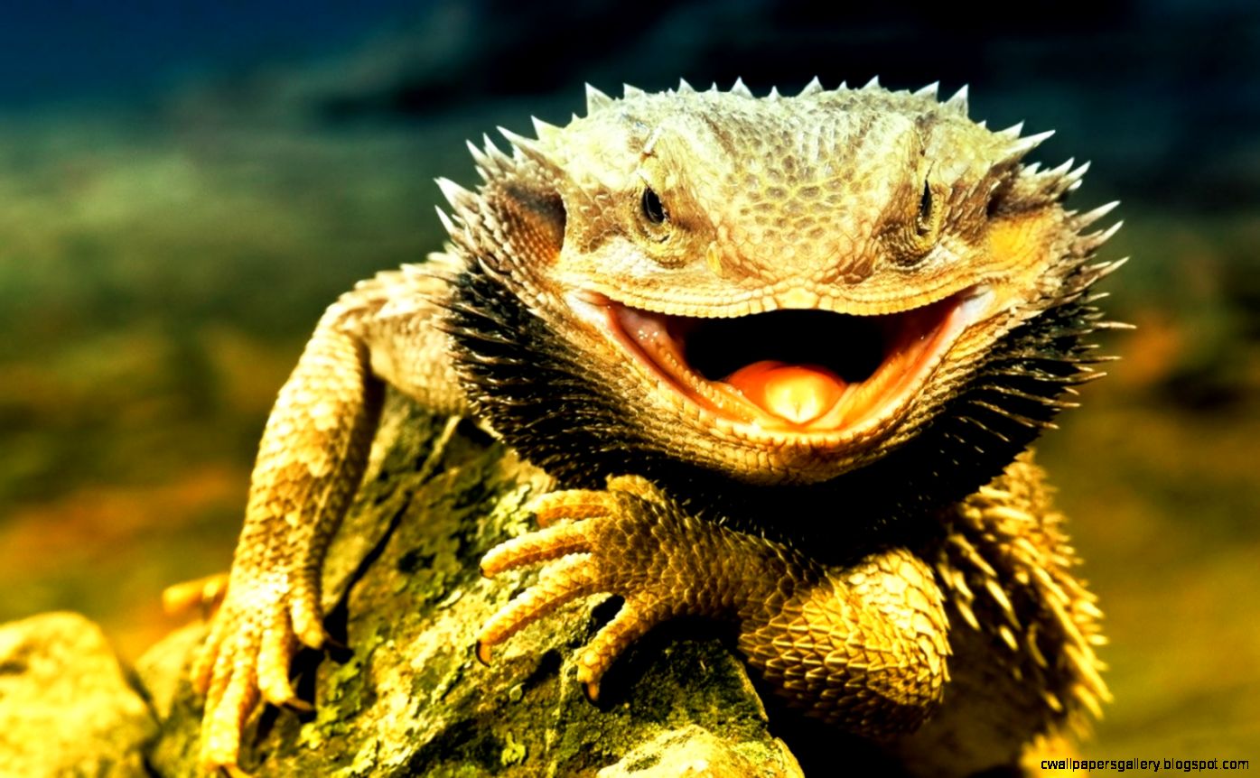 Full Grown Fancy Bearded Dragon | Wallpapers Gallery
