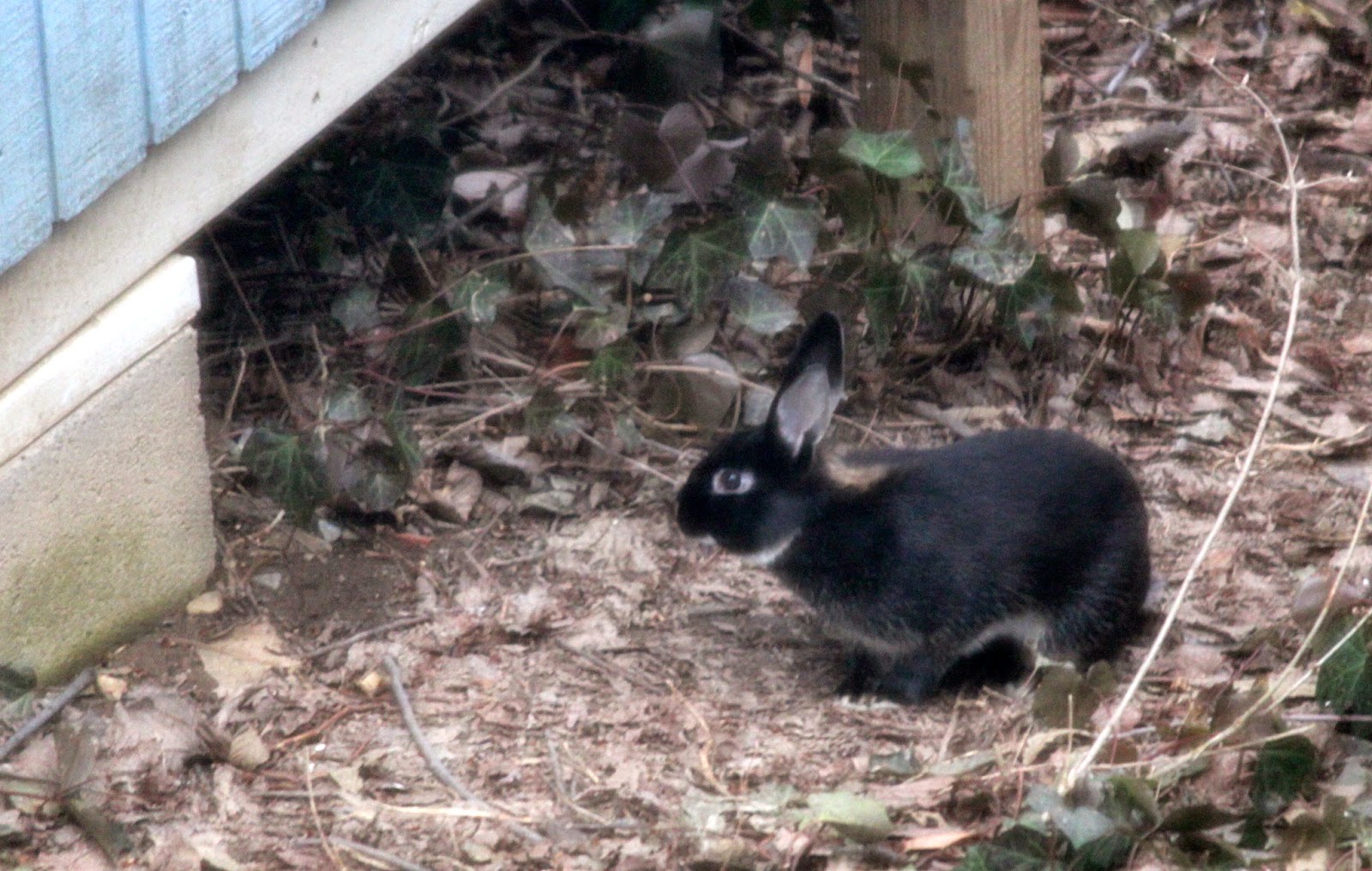 Ben's Journal The Origin of Arlington's (Future) Black Rabbit Population