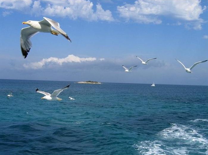 Горы море чайки Горы море чайки