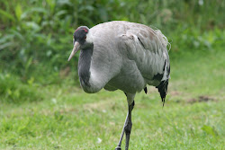 crane birds flying wild cranes animation stand grass