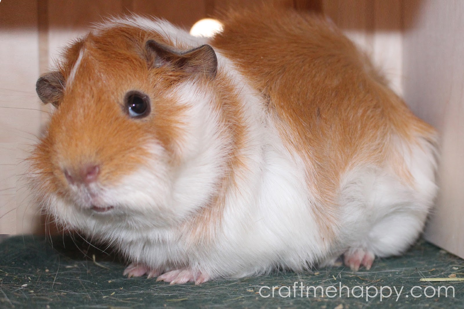 Build a Guinea Pig Cage With Cubes and Corrugated Plastic (C&C