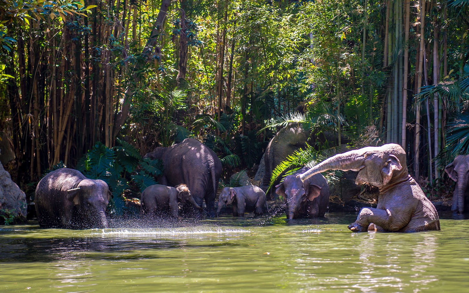 Jungle Cruising Through the Day