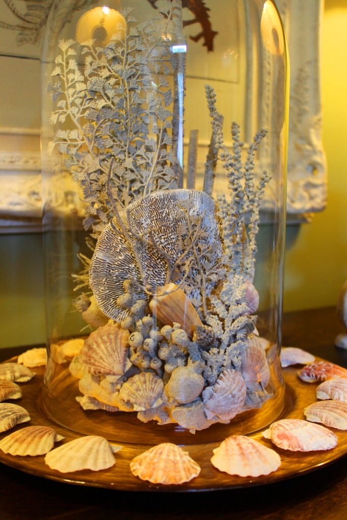 Striking Shell and Coral Display Miss Kopy Kat