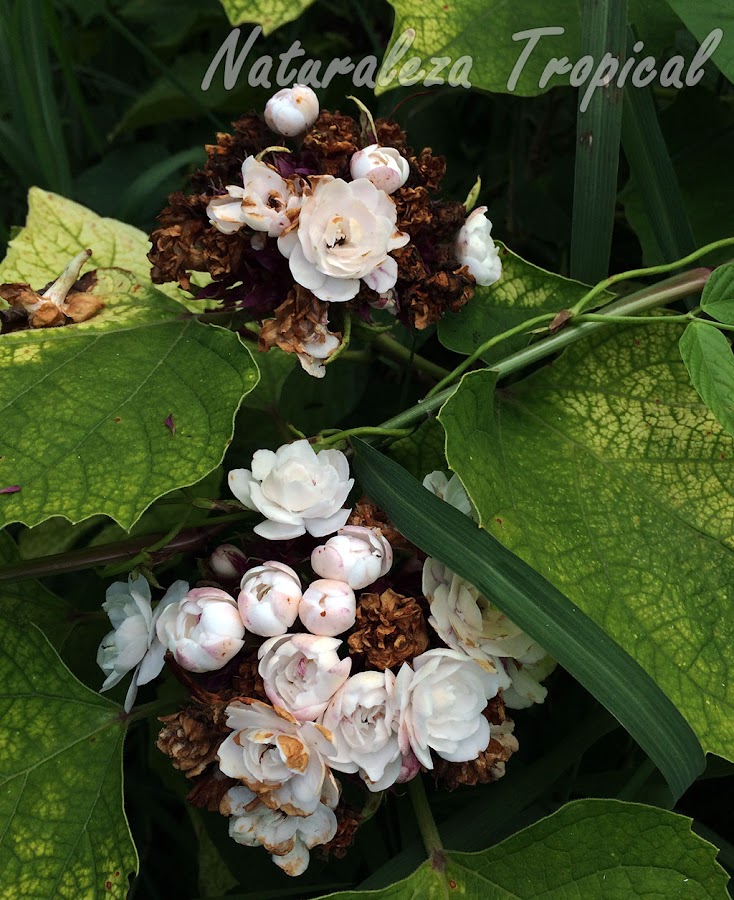 Otra foto de la planta ornamental llamada Jazmincillo, Clerodendrum chinense