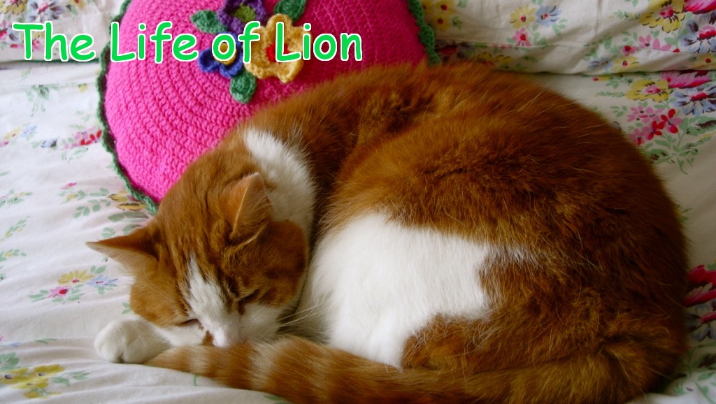 The Life of Lion