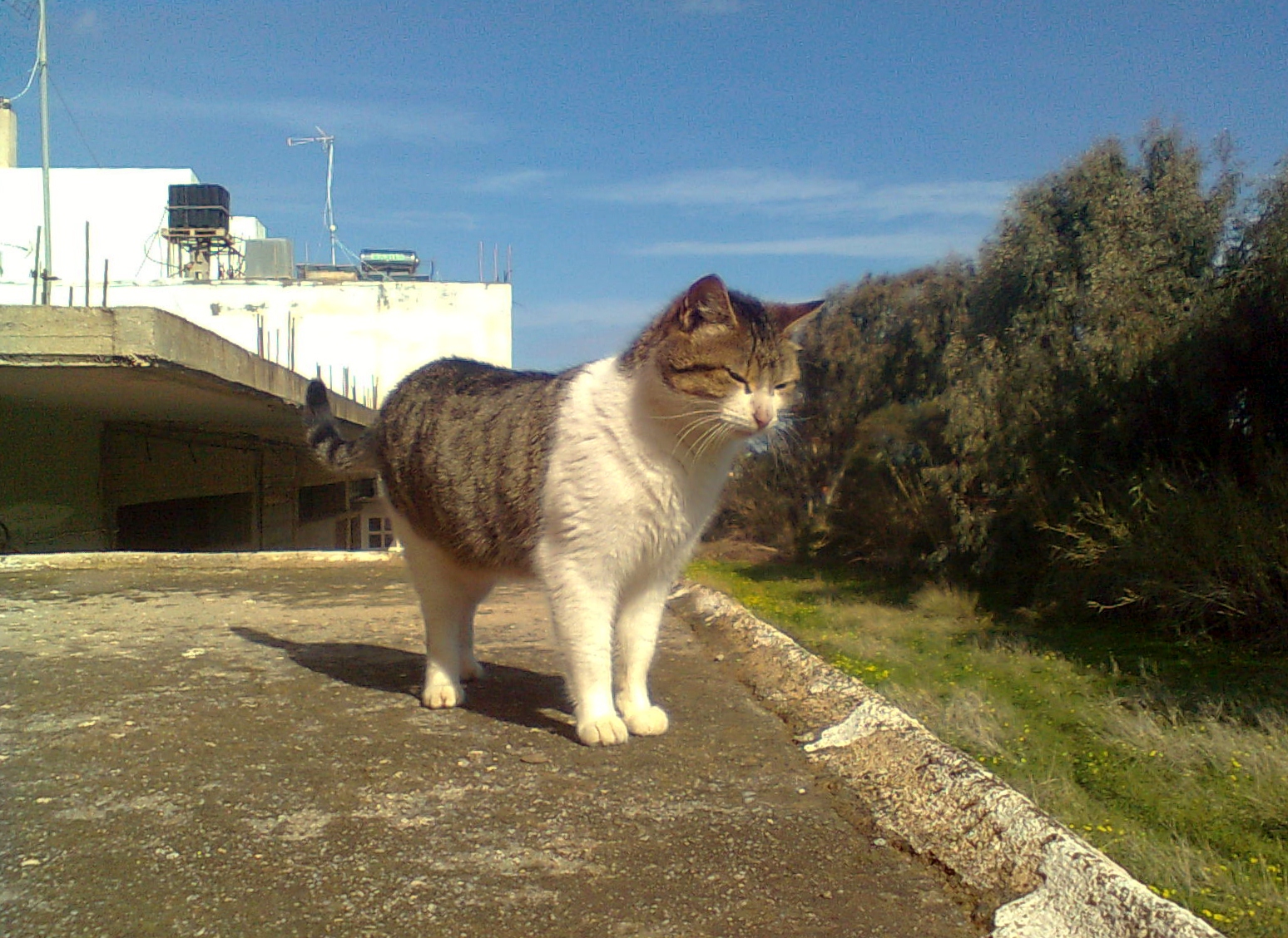 Walkabout Crete Cats