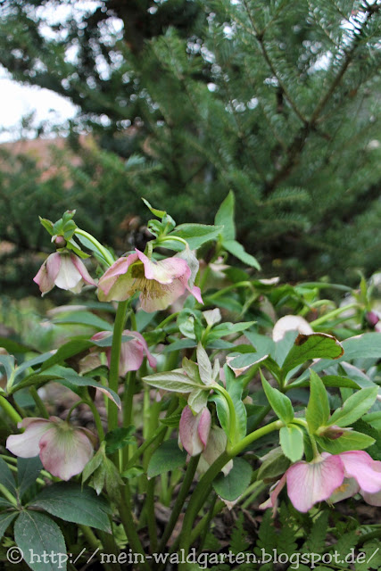 © Mein Waldgarten Lenzrosen und Christrosen vereinzeln