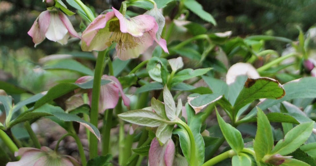 © Mein Waldgarten Lenzrosen und Christrosen vereinzeln