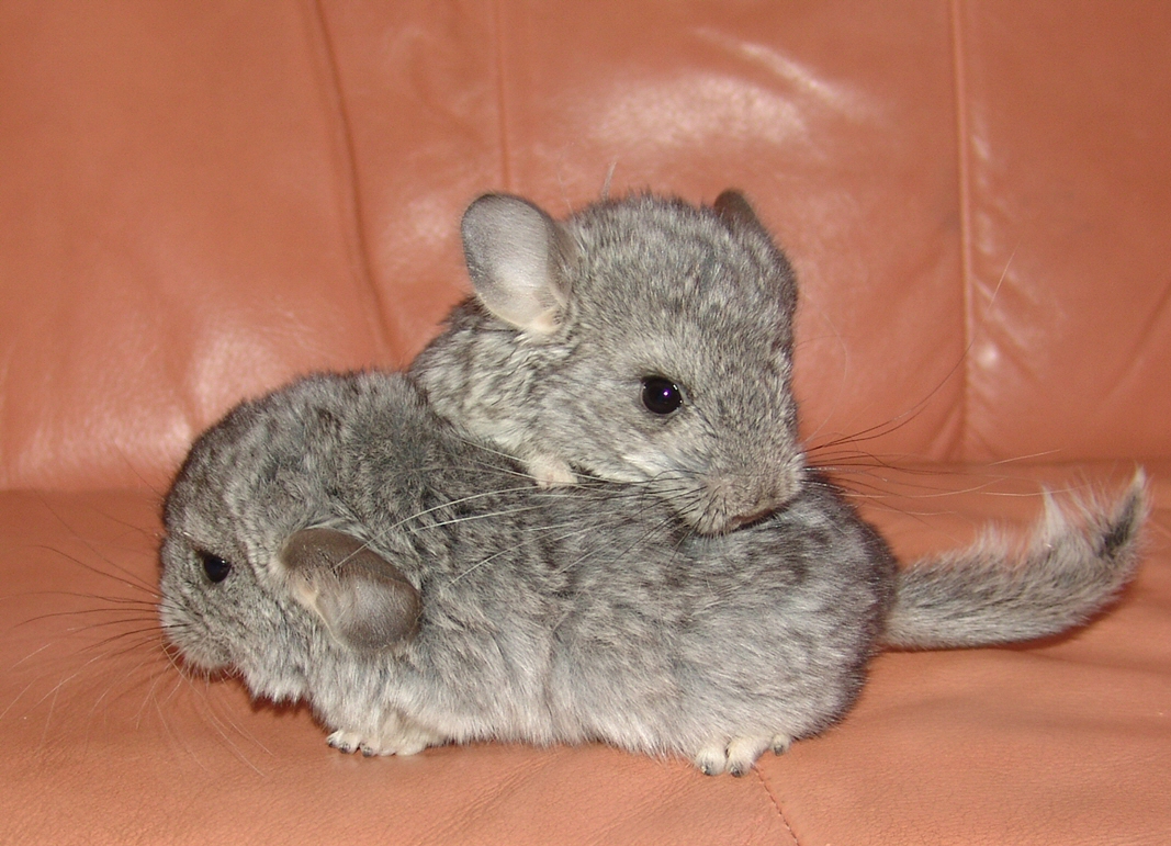 SmallPetsatHome How to Groom Your CHINCHILLA Properly
