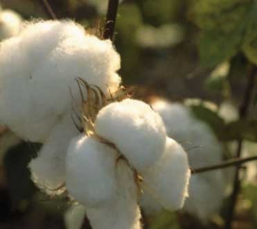 Cultivation of Cotton in Hindi