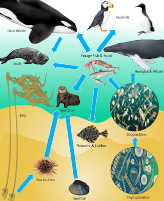 Image of marine food web. It shows the small benthos at the bottom of the food chain on the seafloor, fish that eat the benthos and all the larger mamals in the food chain all the way to the orca whale at the top of the chain.