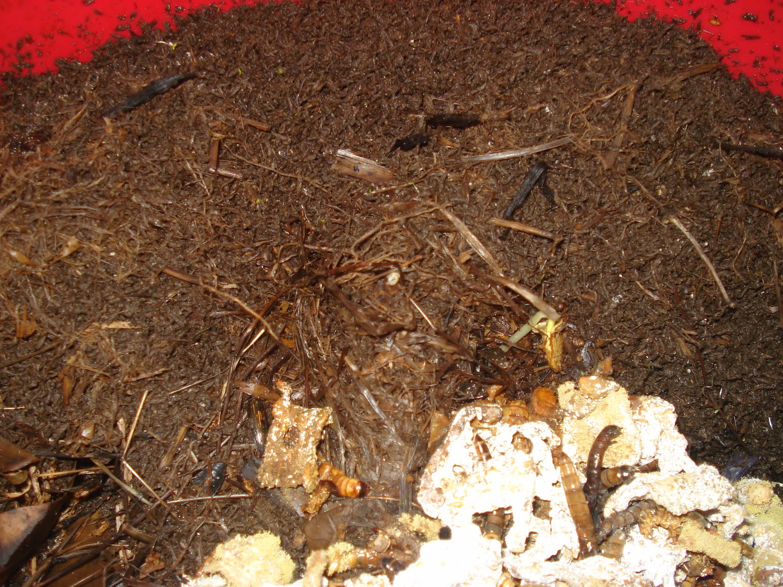 Super Worm Friends of Alain Ray 1 Major Benefit of Breeding Superworms