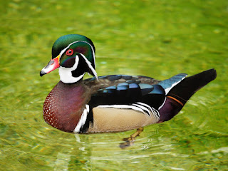 Beautiful Colors Duck in Lake HD Wallpaper