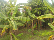 Download Free Wallpaper.Wallpapers for window.Wallpapers for desktop ,mobile . (dsc )