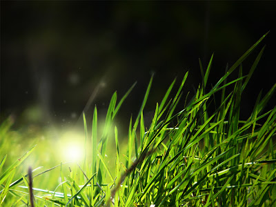 TOP HD WALLPAPERS: NICE HD WALLPAPERS