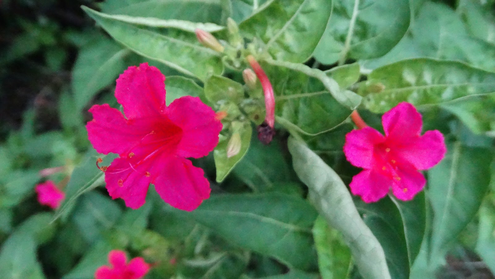 Life,films and nostalgia Mirabilis jalapa (The four o'clock flower or marvel of Peru)